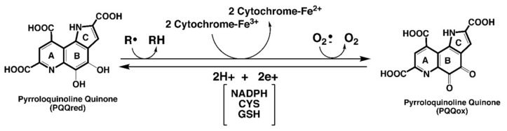 包含圖片、插圖等的外部文件。
對(duì)象名稱為 biomolecules-11-01441-g001.jpg