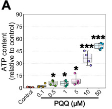 PQQ給藥對體外ATP的影響