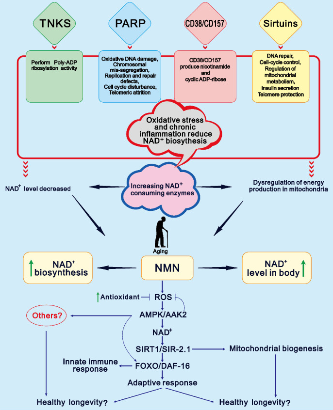 NMN介導(dǎo)長壽的假設(shè)模型以及NAD+水平隨年齡下降的主要原因